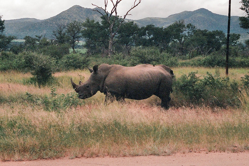 south_africa/kruger_white_rhino