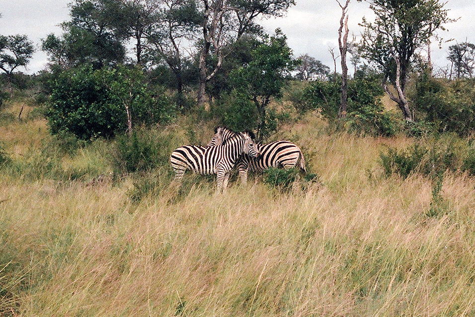 south_africa/kruger_zebra