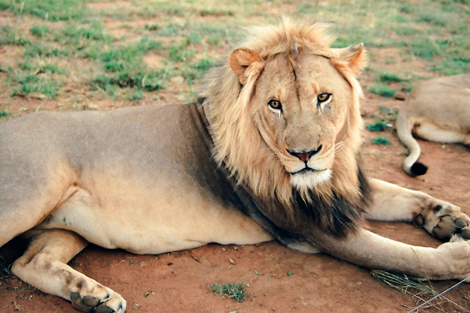 south_africa/lion_relaxing