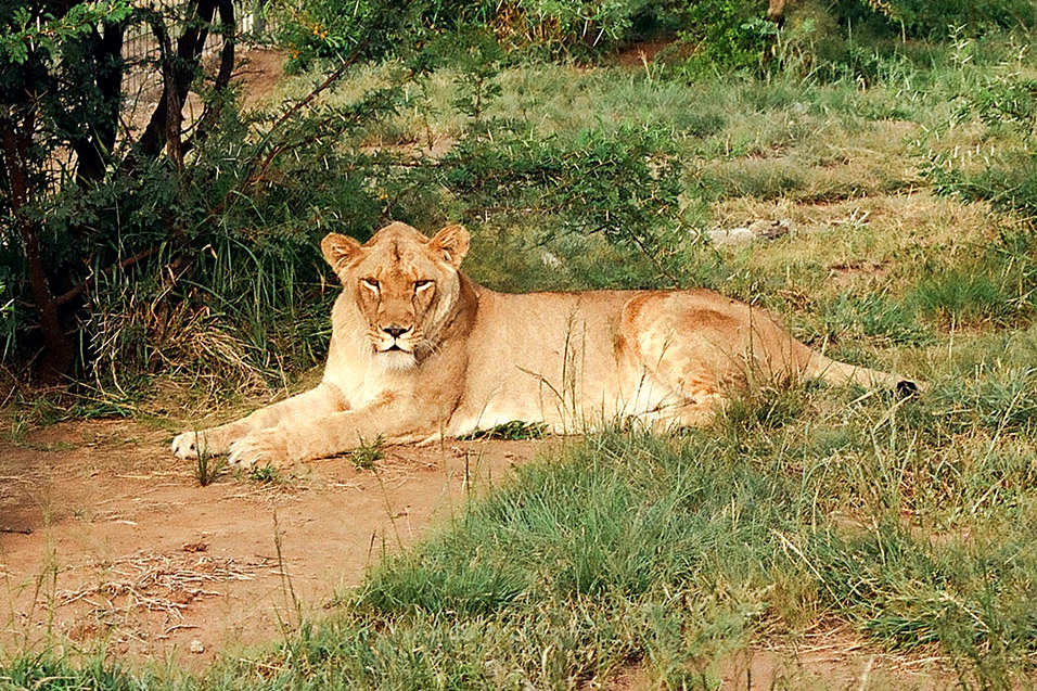 south_africa/lion_relaxing_doze
