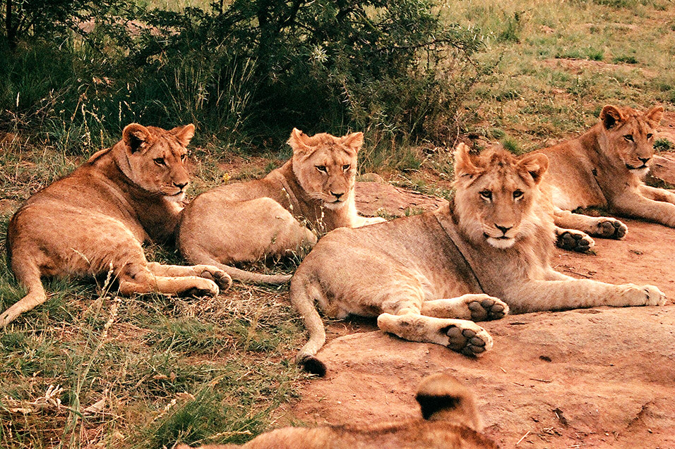 south_africa/lions_classic