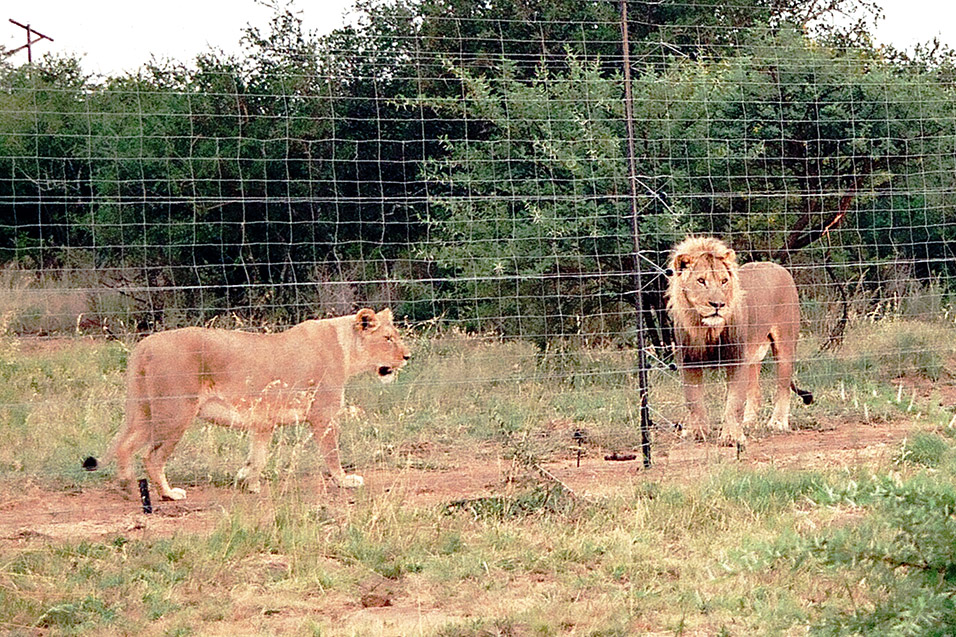 south_africa/lions_fence