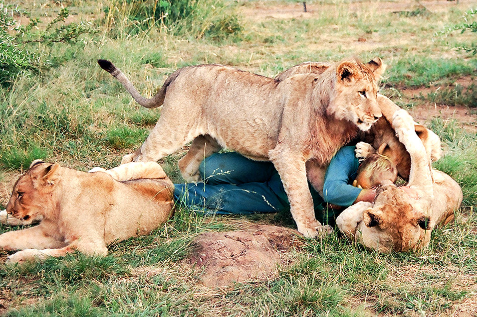 south_africa/lions_trainer_2_color