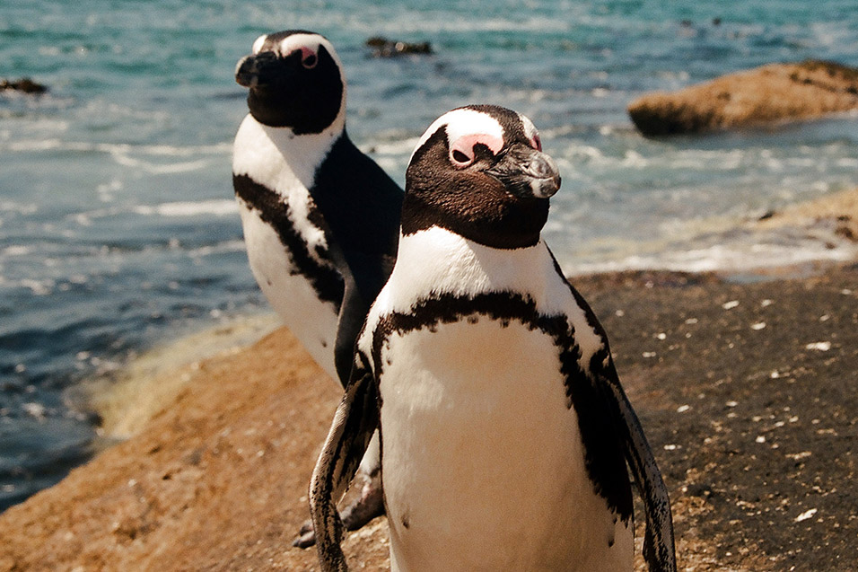 south_africa/penguin_close_up_vertical_5