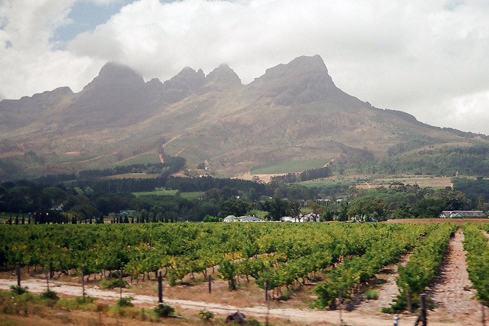 south_africa/stellenbosch_grapes_mountains