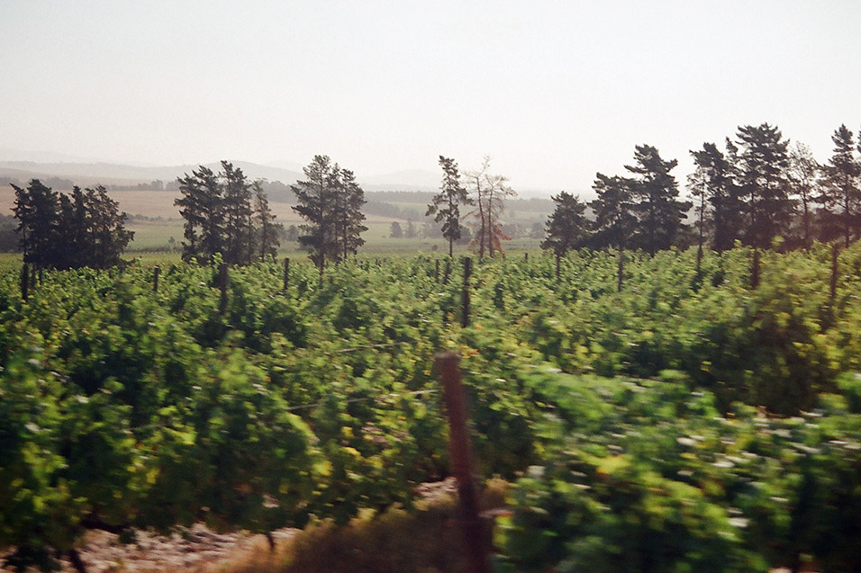 south_africa/stellenbosch_vineyards