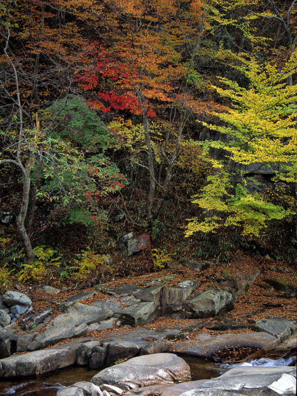 south_korea/korea_tongdosa_autumn_foliage