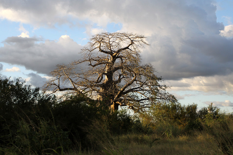 tanzania/2010/mikumi_baobab__silhouette