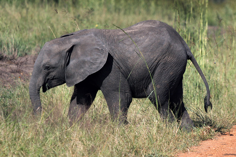 tanzania/2010/mikumi_elephant_baby