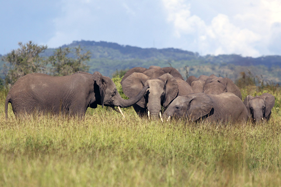 tanzania/2010/mikumi_elephant_family