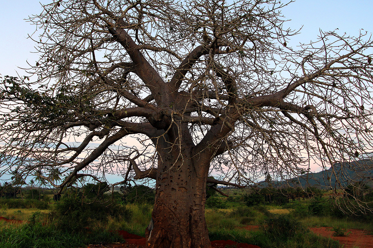 tanzania/2010/road_tree_silhouette