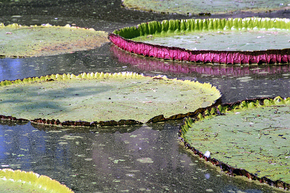 thailand/2004/ancient_siam_lilly_pads