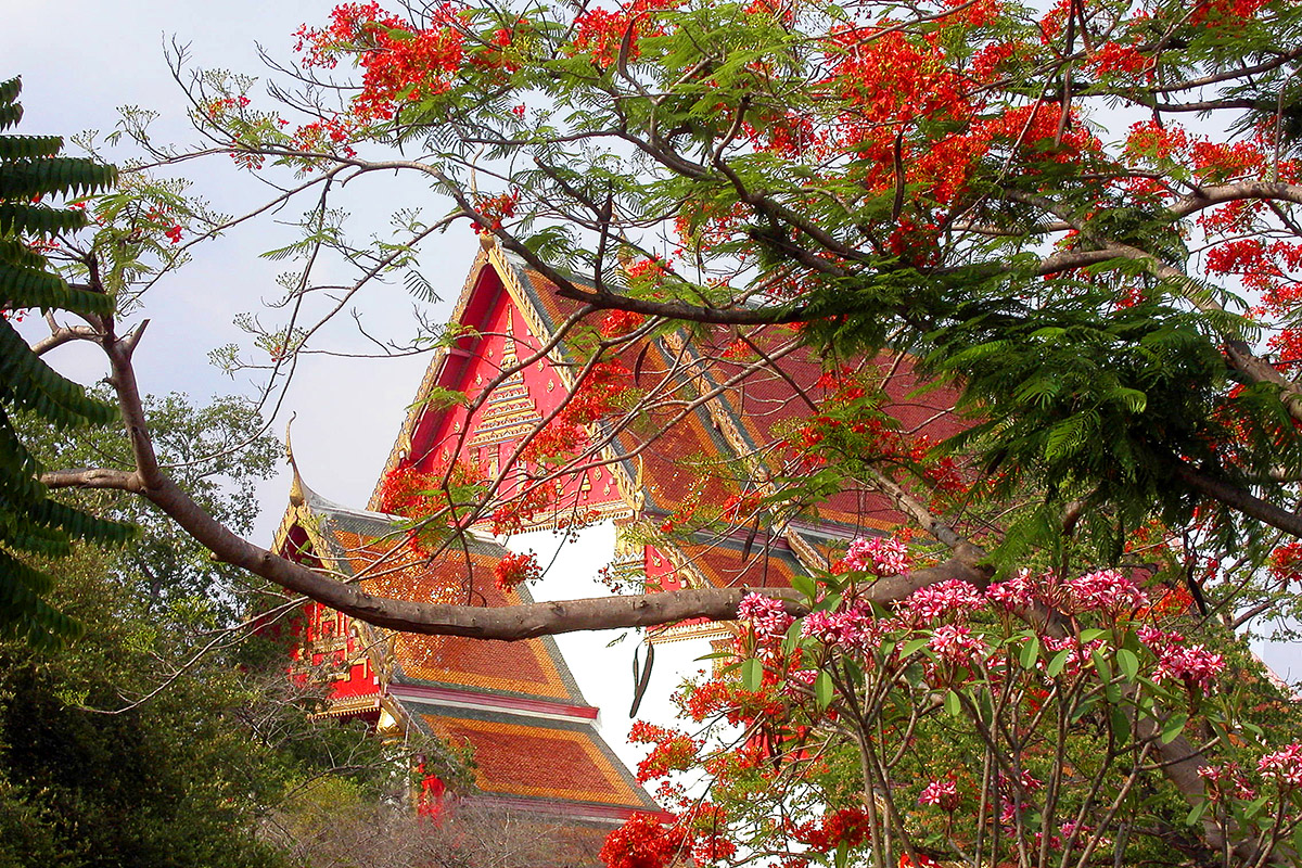 thailand/2004/ayutthaya_flower_temple