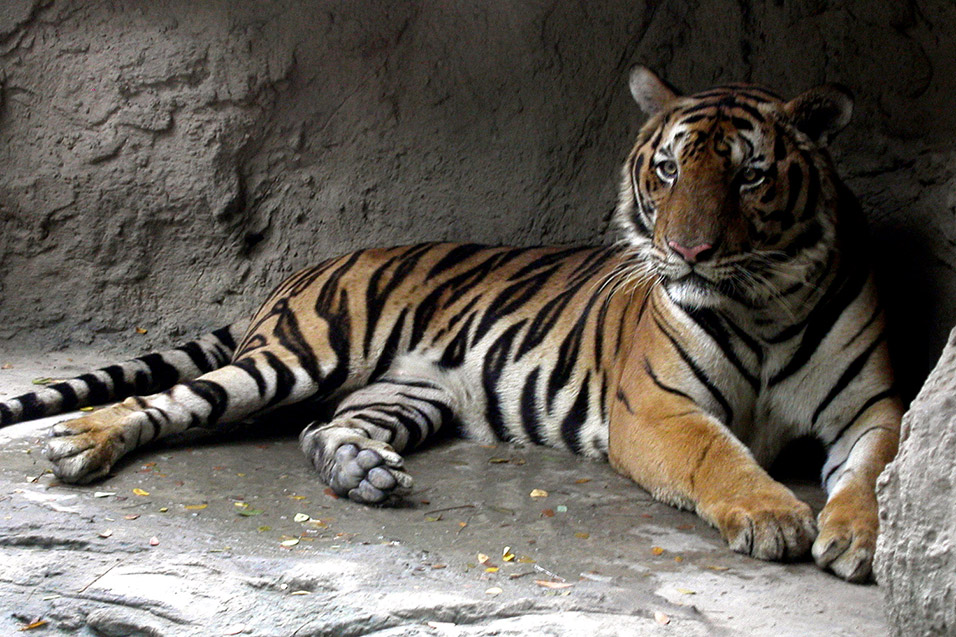 thailand/2004/bangkok_zoo_tiger