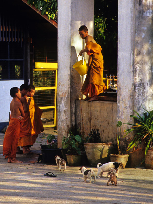 thailand/2004/nan_novice_monks_puppies