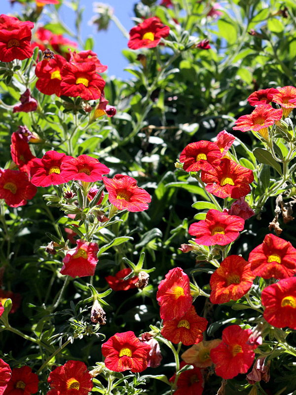 usa/california/lav_red_flowers_vert