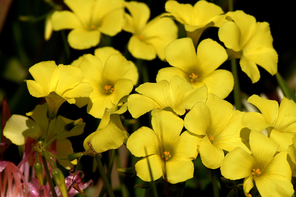 usa/los_angeles/flowers_yellow_bundle_lax