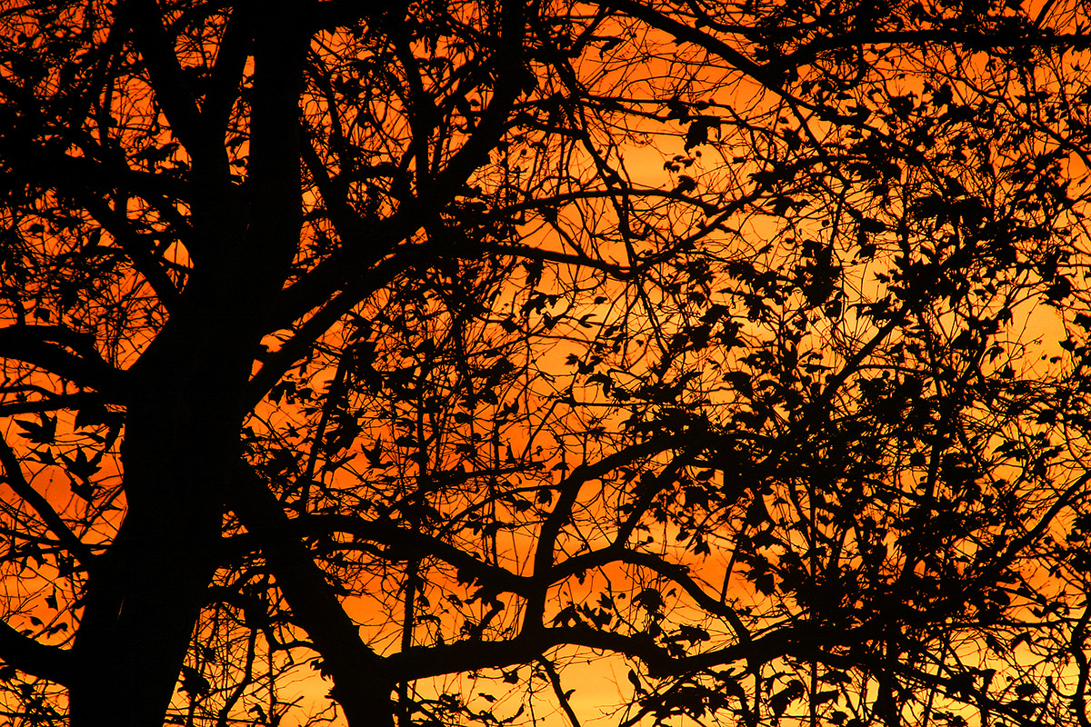 usa/los_angeles/hollywood_lake_tree_sunset