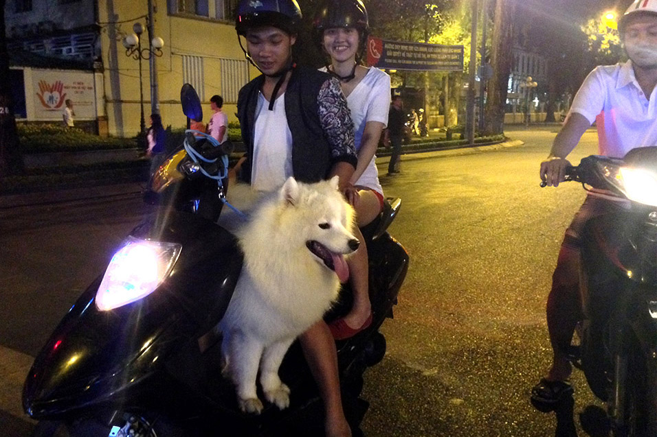 vietnam/2014/saigon_scooter_dog