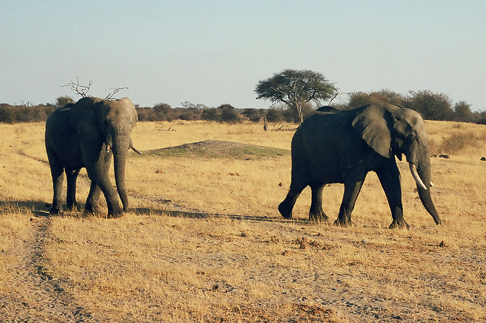 zimbabwe/hwange_elephant