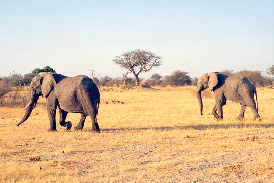 zimbabwe/hwange_elephants_walking_nice