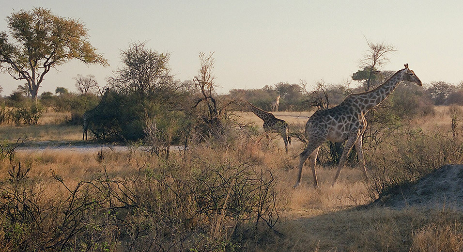 zimbabwe/hwange_giraffe_group