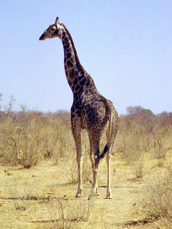 zimbabwe/hwange_giraffe_nice