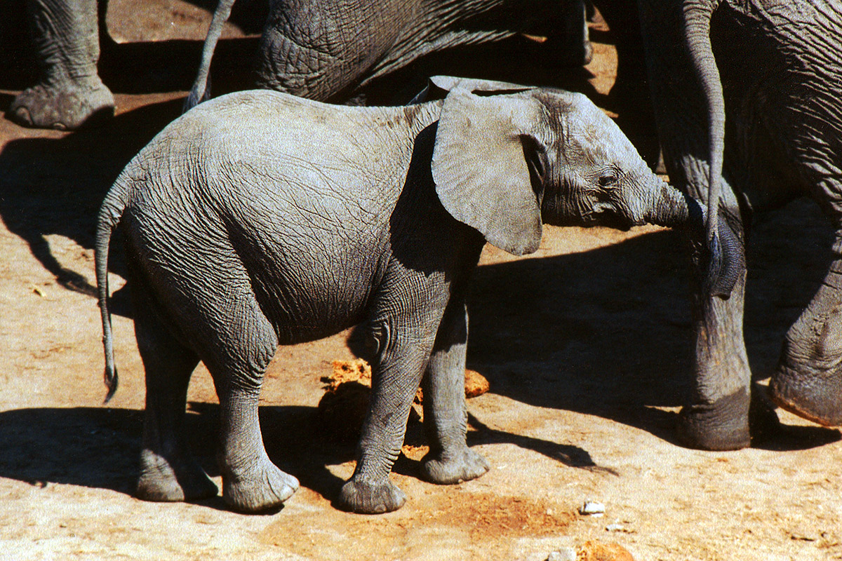 zimbabwe/hwange_masuma_elephant_baby