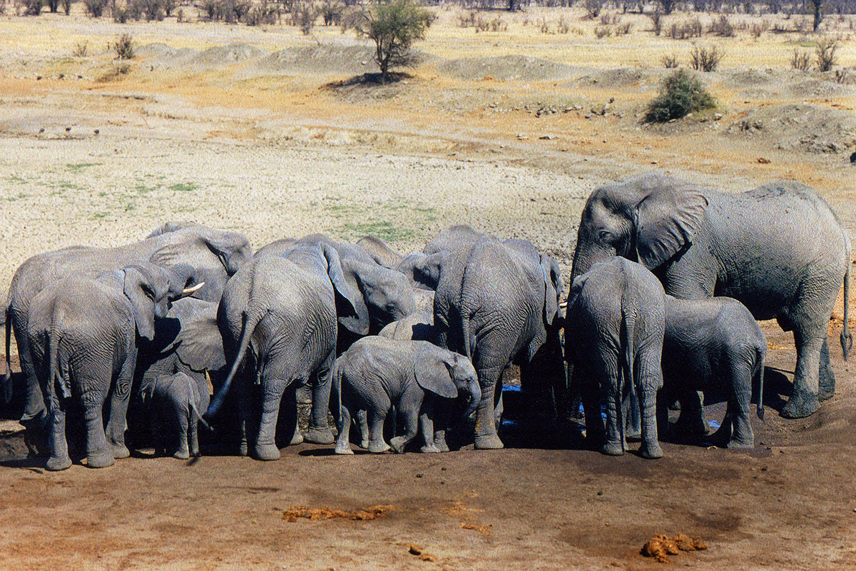 zimbabwe/hwange_masuma_elephants