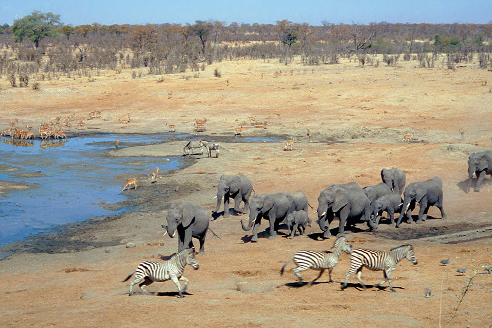 zimbabwe/hwange_water_hole_elephants_chasing_zebra