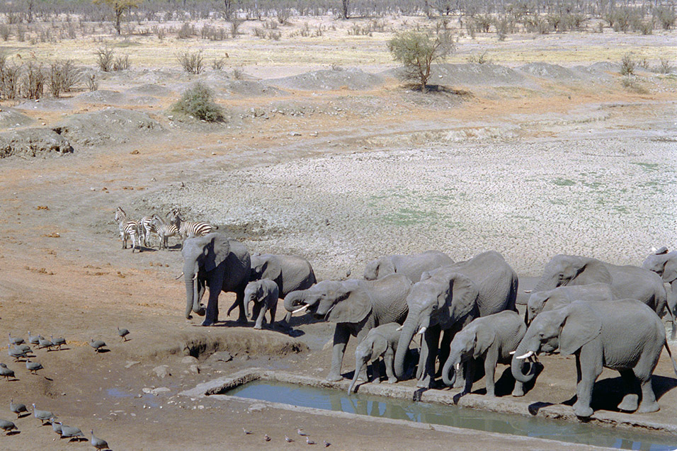 zimbabwe/hwange_water_hole_elephants_drinking_zebra_leaving
