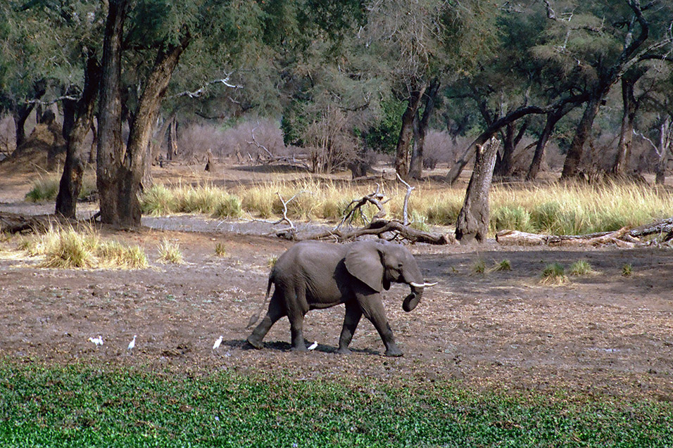 zimbabwe/mana_pools_1_elephant