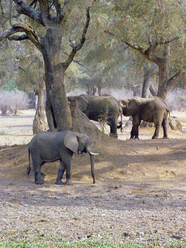 zimbabwe/mana_pools_3_elephants