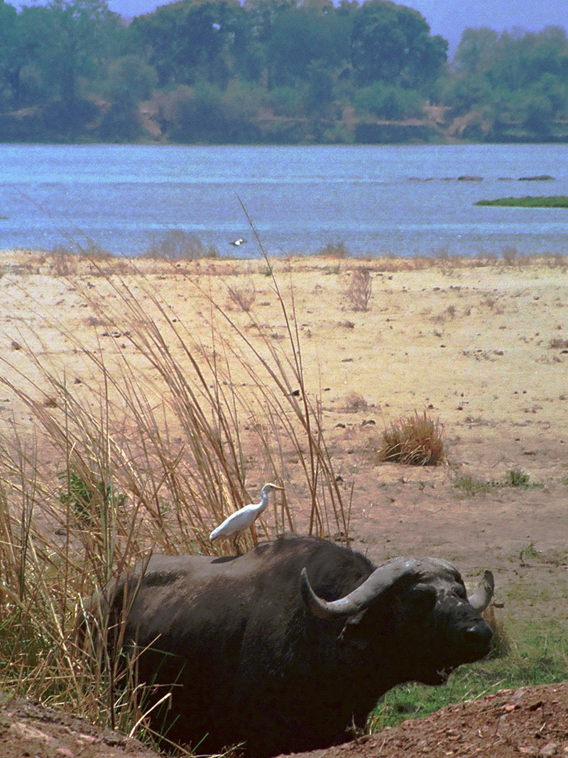 zimbabwe/mana_pools_camp_cape_buffalo
