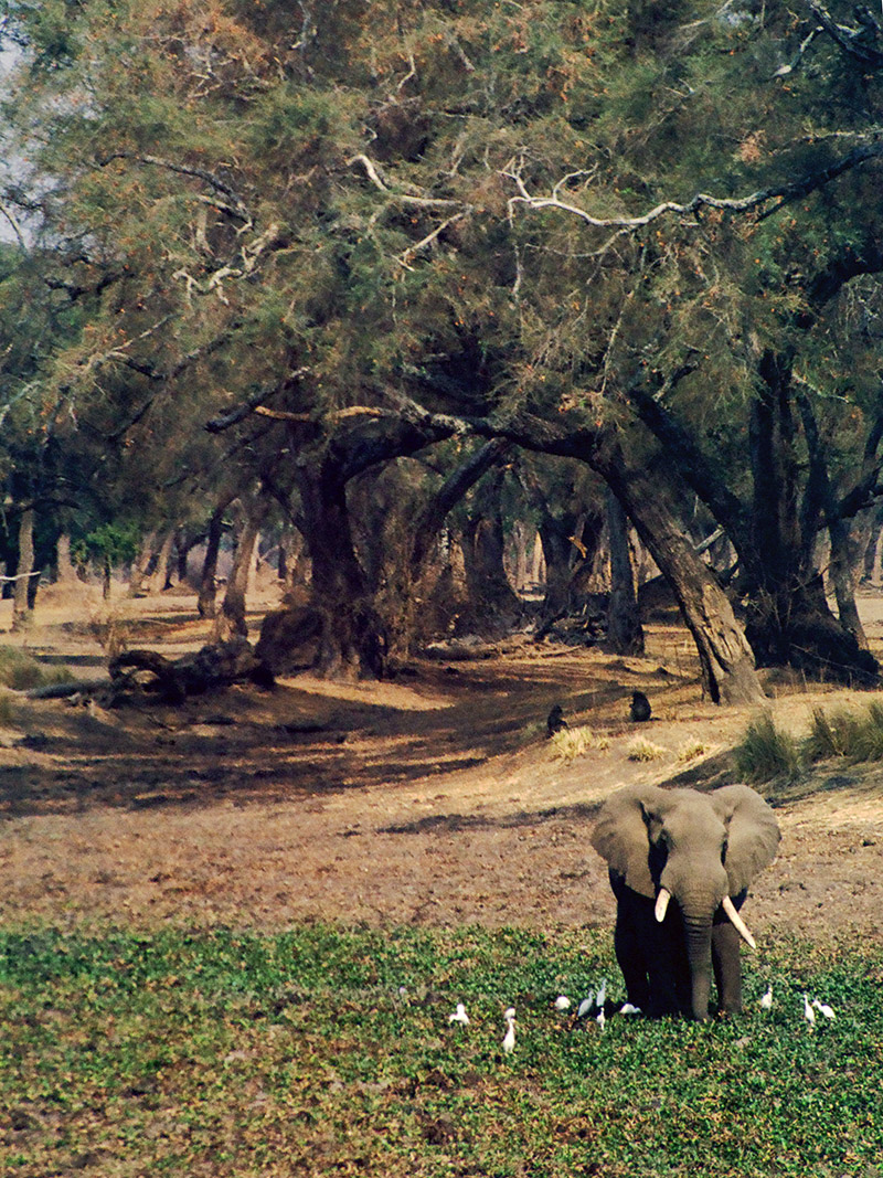 zimbabwe/mana_pools_elephant_birds_vert