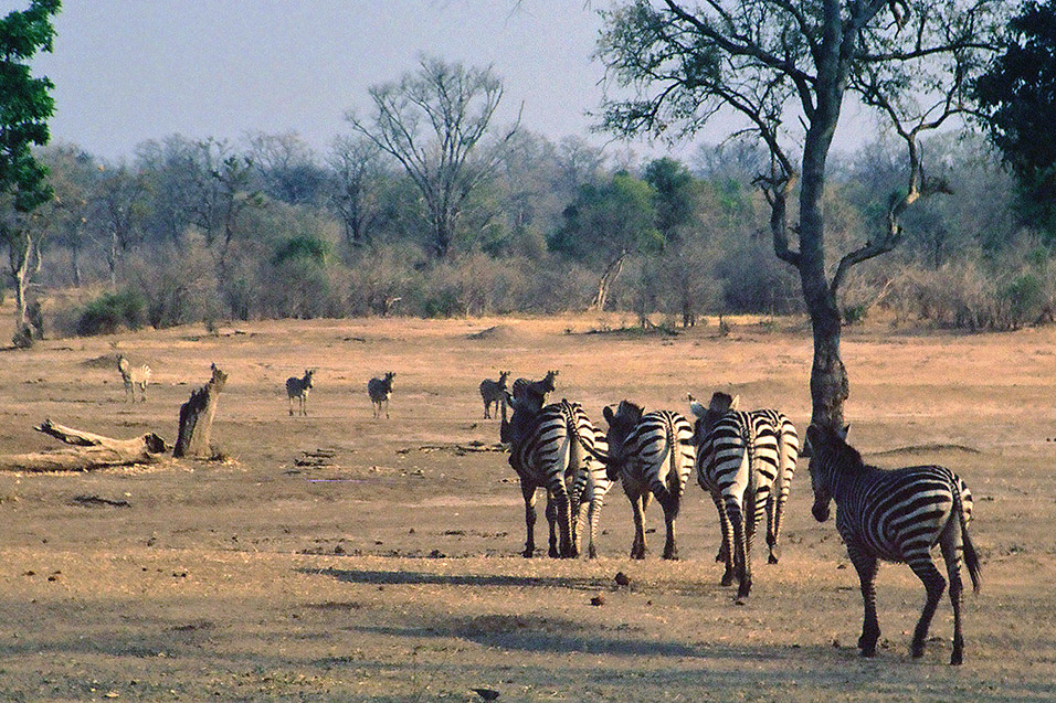 zimbabwe/mana_pools_zebra_walking_away
