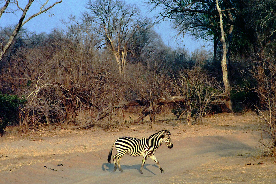 zimbabwe/zebra